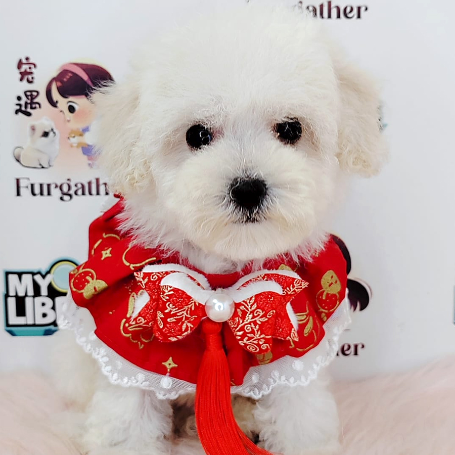 Poodle Puppy (Male) For Sale