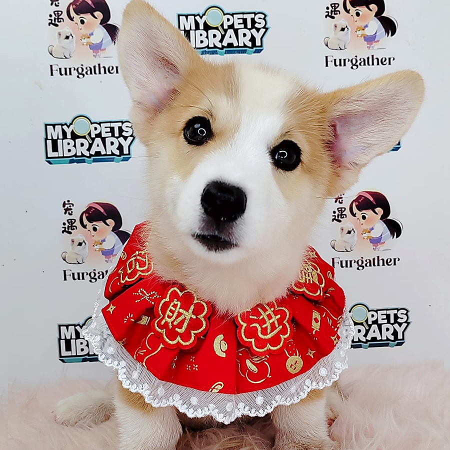 Corgi Puppy (Male) For Sale