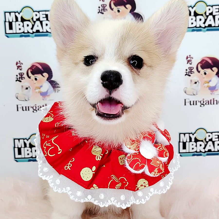 Medium Coat Corgi Puppy (Female) For Sale