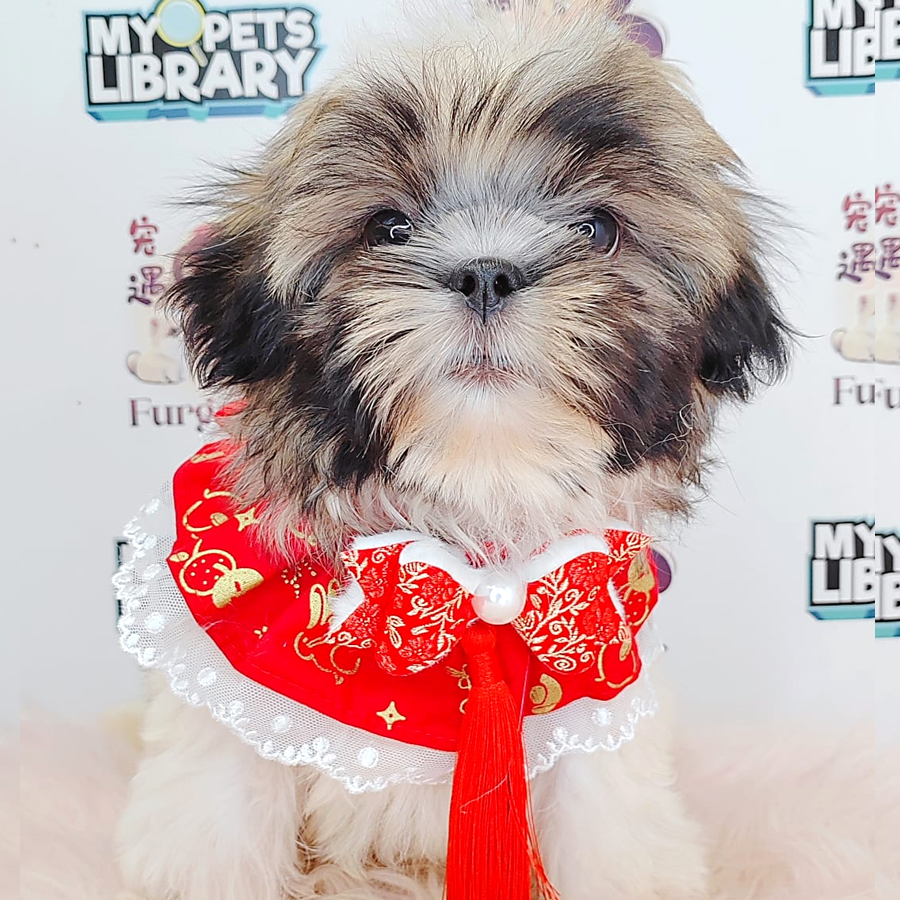 Shih Tzu Puppy (Male) For Sale