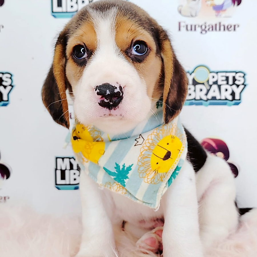Beagle Puppy (Male) For Sale