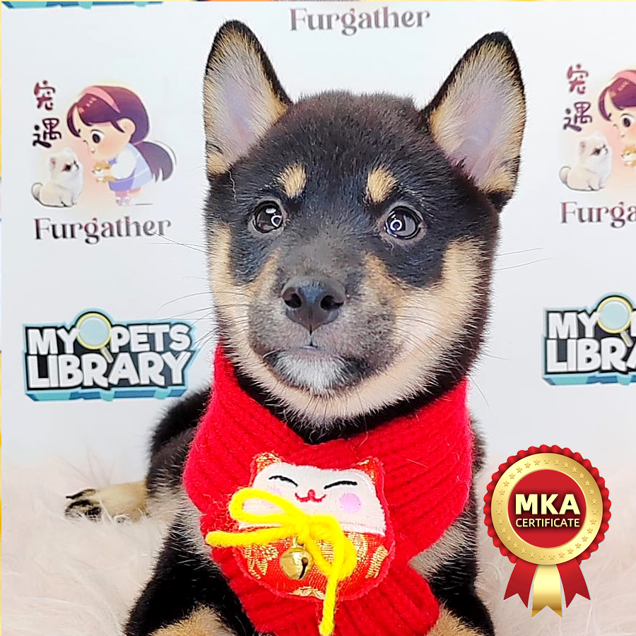 MKA Shiba Inu Puppy (Female) For Sale