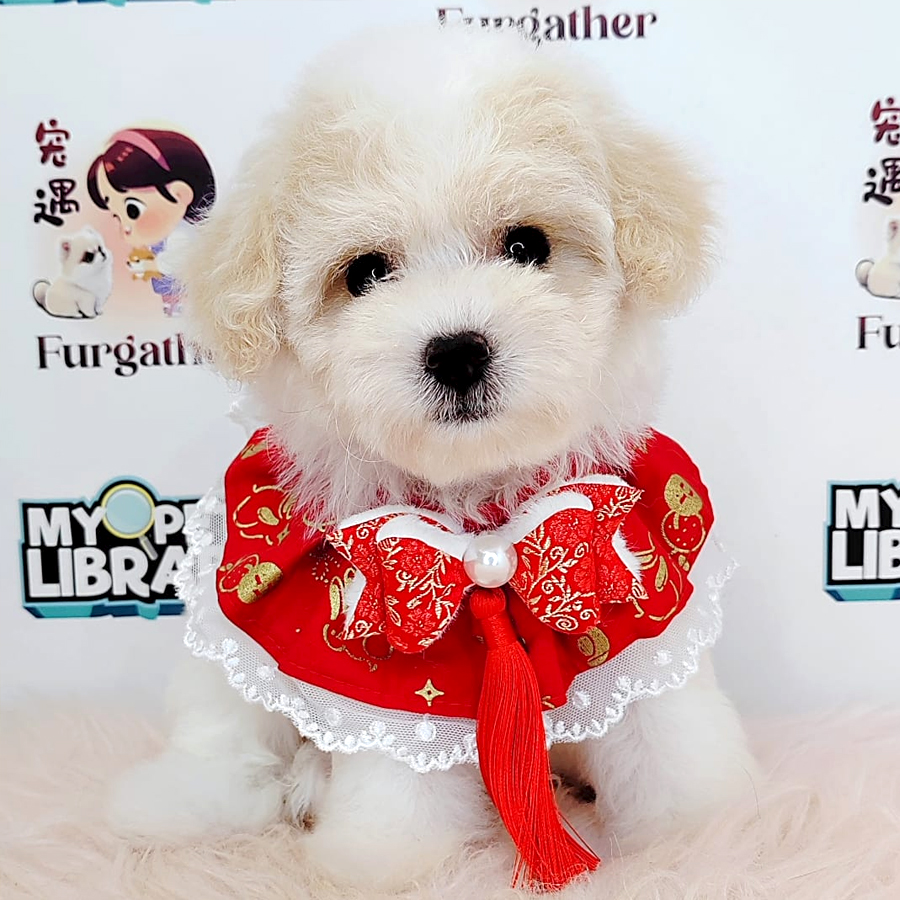 Maltipoo Puppy (Female) For Sale