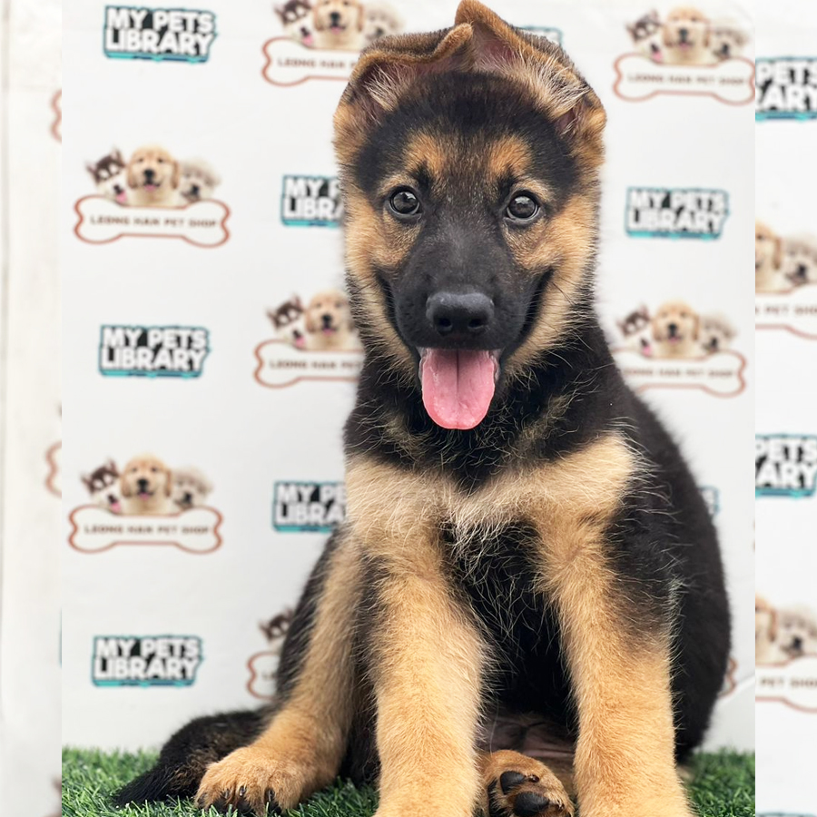 German Shepherd Puppy (Male) For Sale
