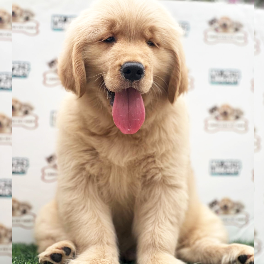 Golden Retriever Puppy (Male) For Sale