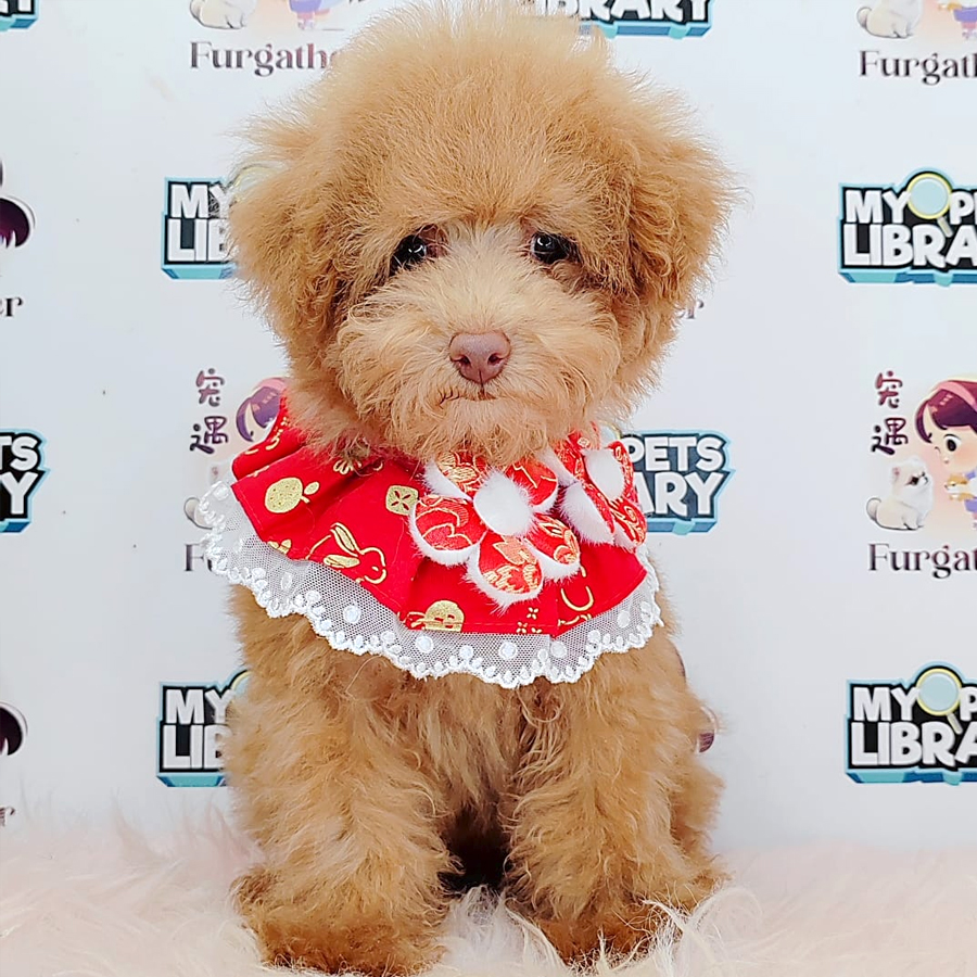 Poodle Puppy (Female) For Sale
