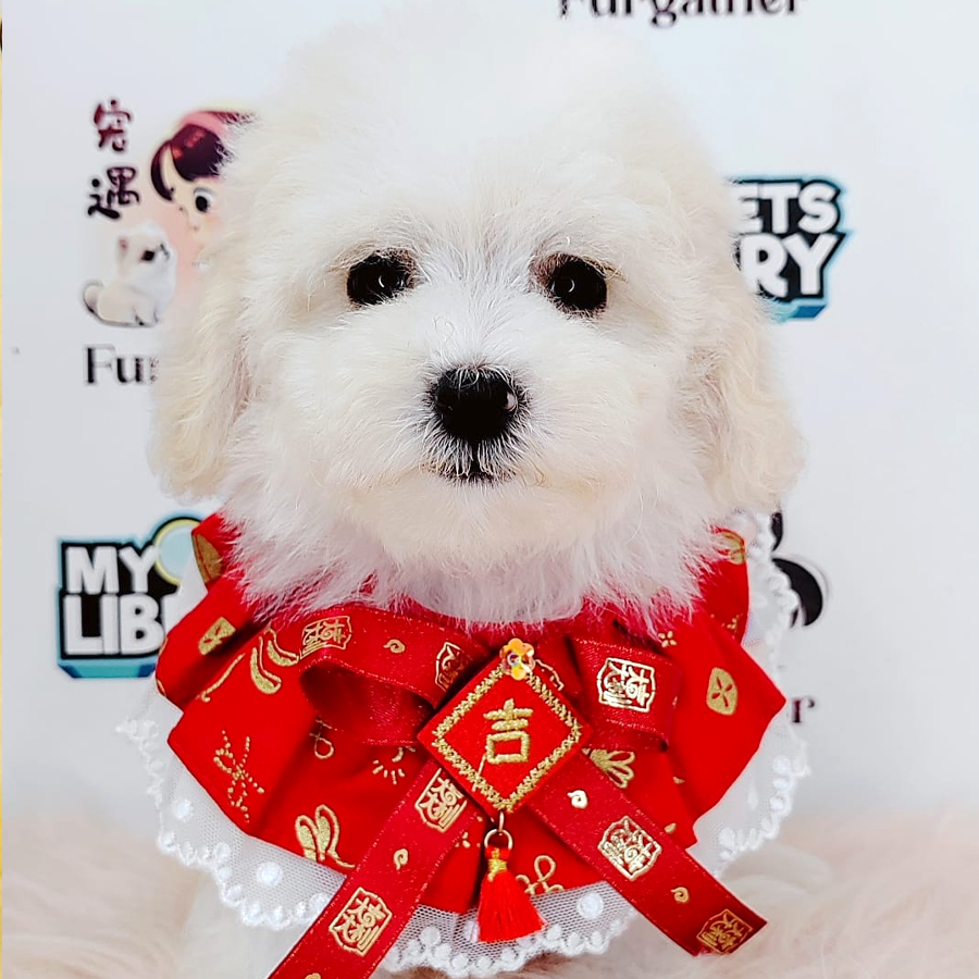 Bichon Frise Puppy (Female) For Sale