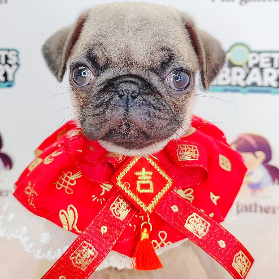 Pug Puppy (Female) For Sale