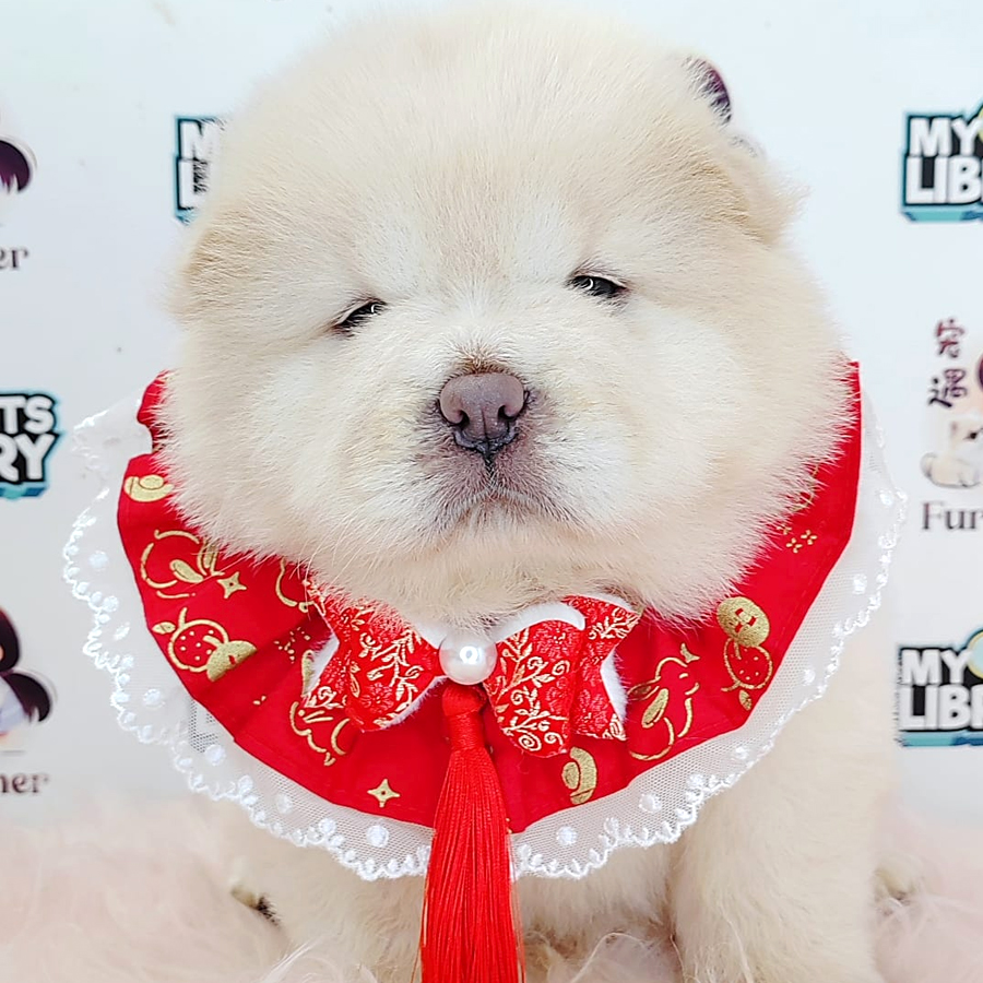 Chow Chow Puppy (Female) For sale