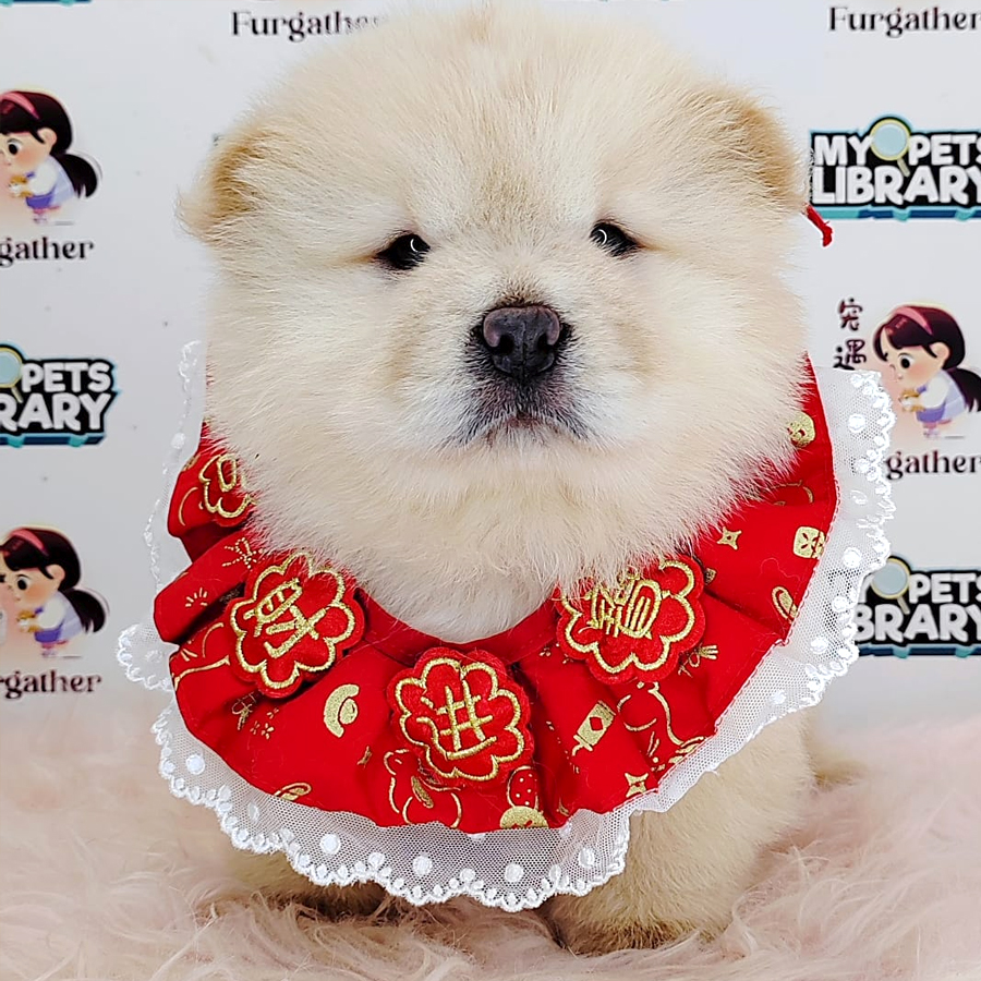 Chow Chow Puppy (Male) For sale