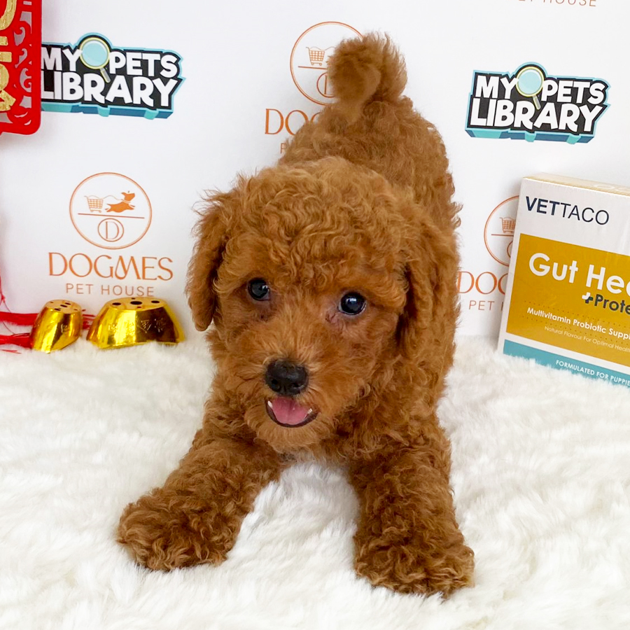 Toy Poodle Puppy (Male) For Sale