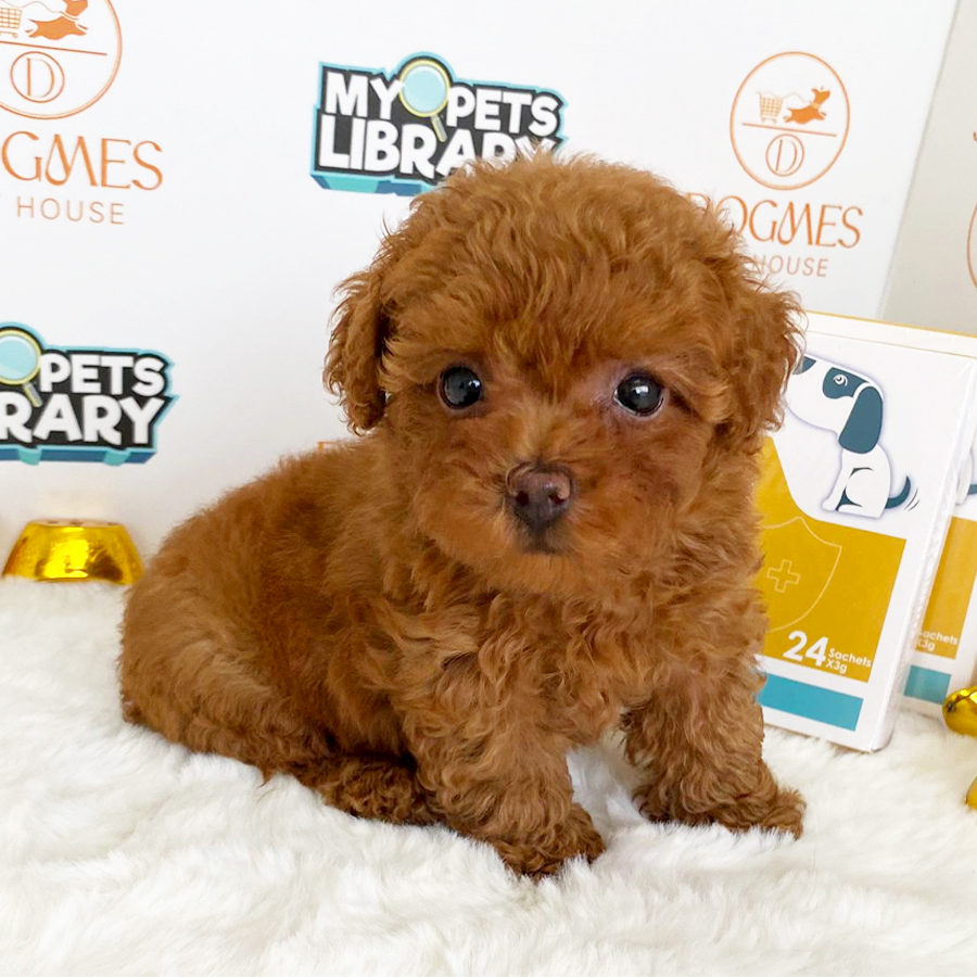 Toy Poodle Puppy (Male) For Sale
