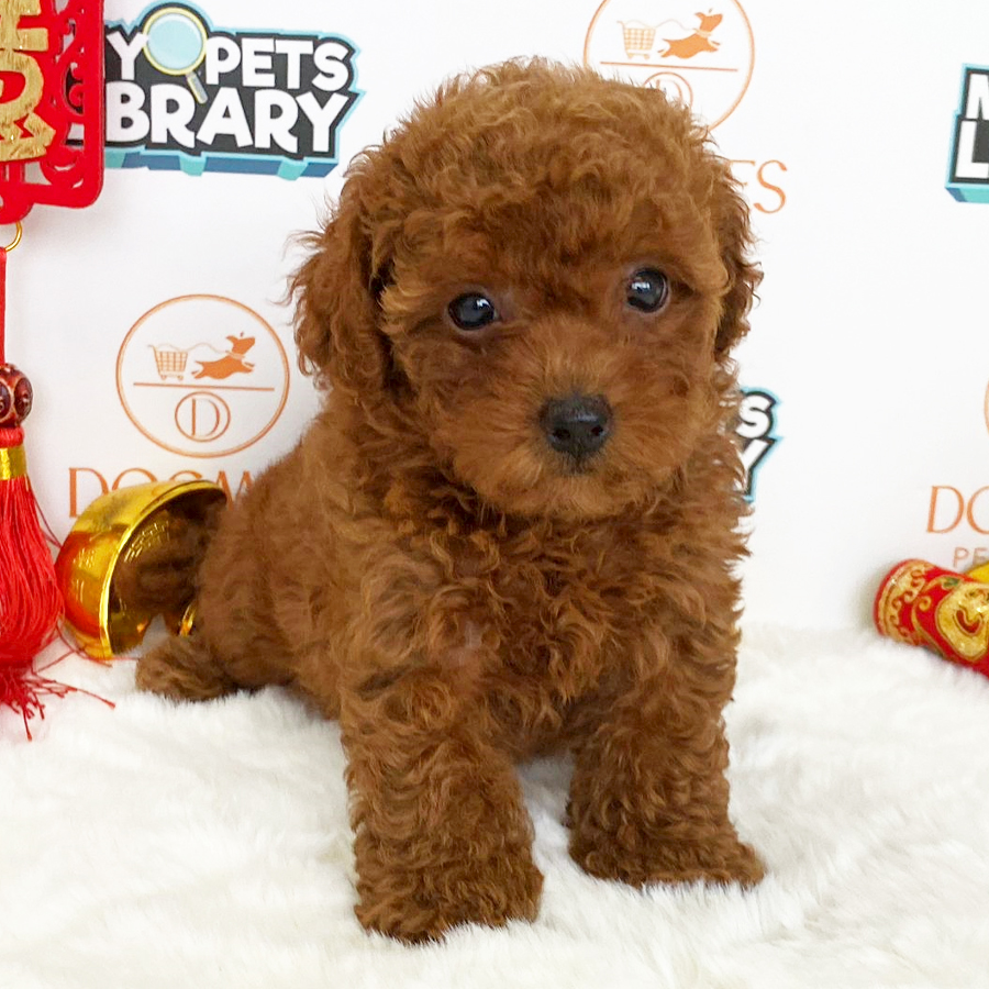Toy Poodle Puppy (Female) For Sale