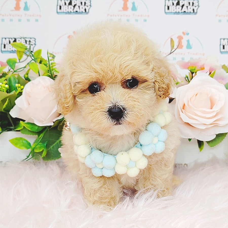 Toy Poodle Puppy (Female) For Sale