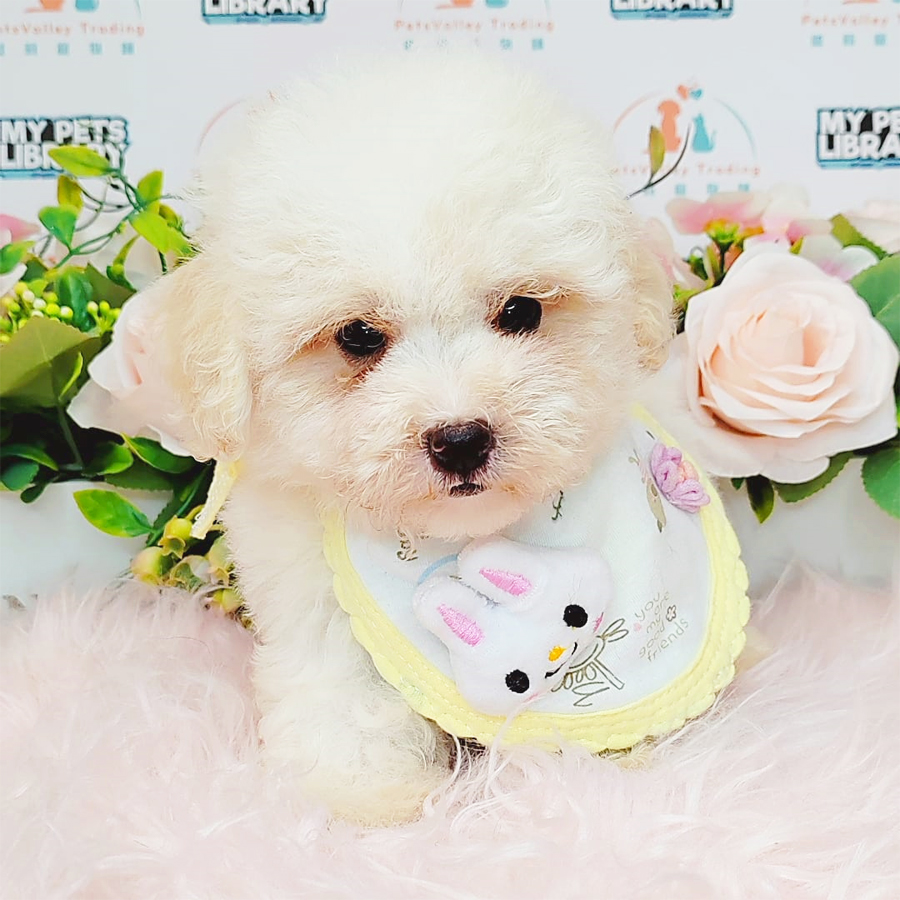Toy Poodle Puppy (Male) For Sale