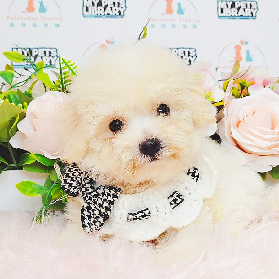 Bichon Frise Puppy (Male) For Sale