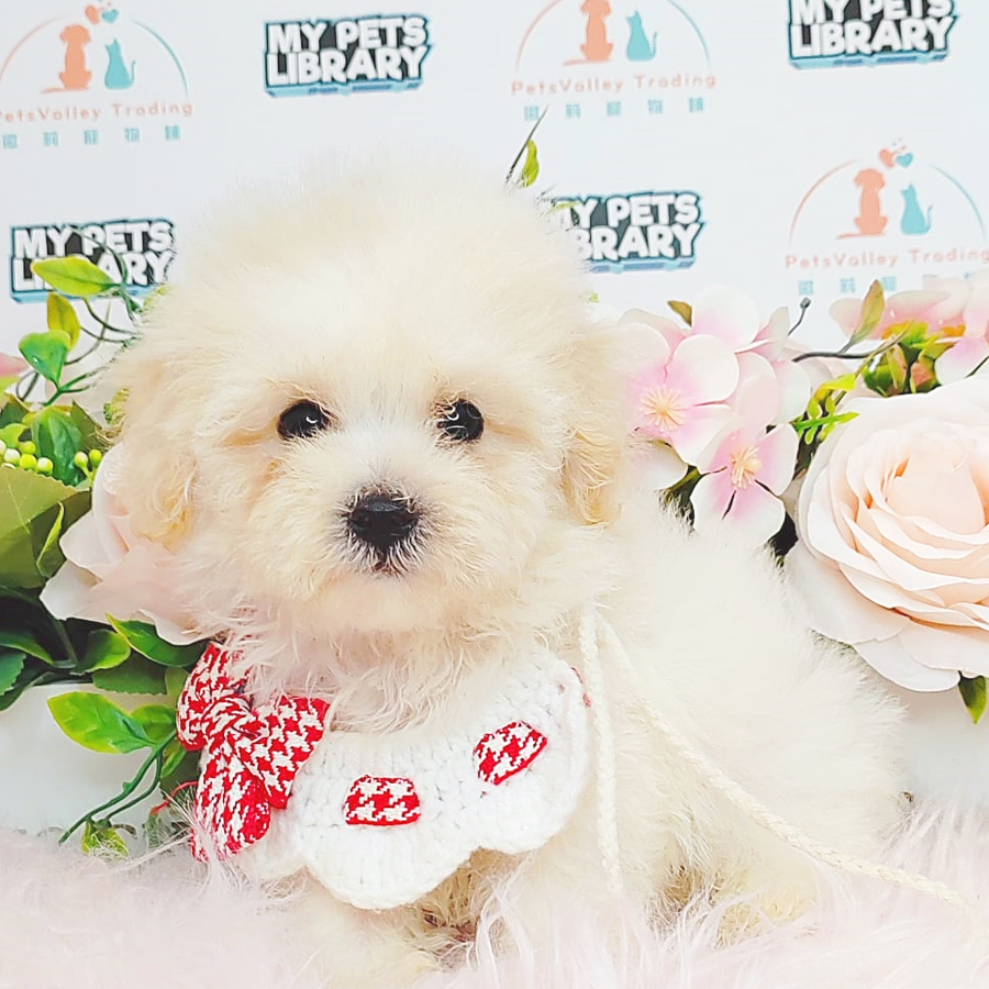 Bichon Frise Puppy (Male) For Sale