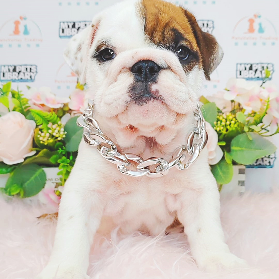 English Bulldog Puppy (Female) For Sale