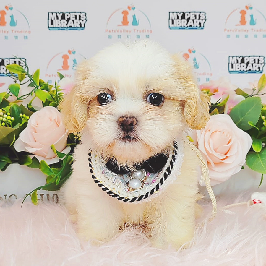Shih Tzu Puppy (Male) For Sale
