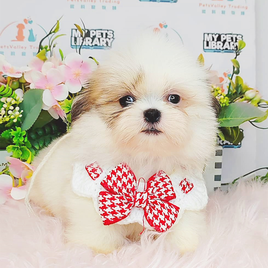 Shih Tzu Puppy (Male) For Sale