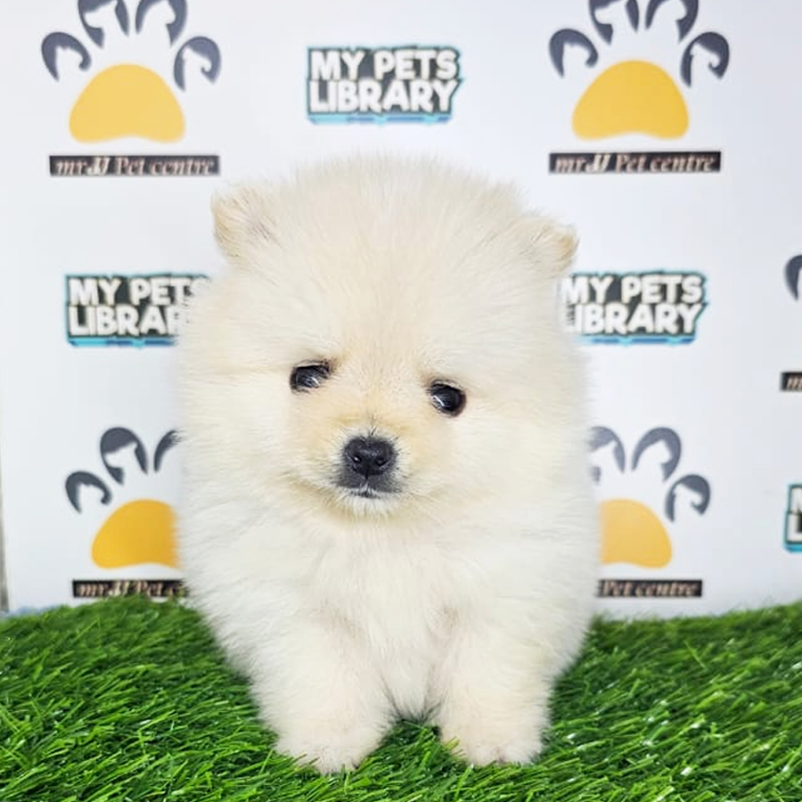 Teacup Pomeranian Puppy (Male) For Sale