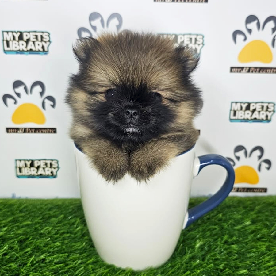 Teacup Pomeranian Puppy (Male) For Sale