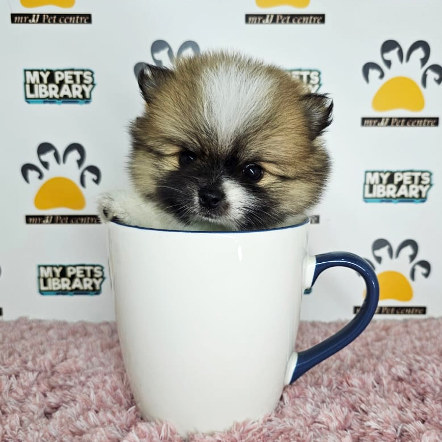 Teacup Pomeranian Puppy (Female) For Sale