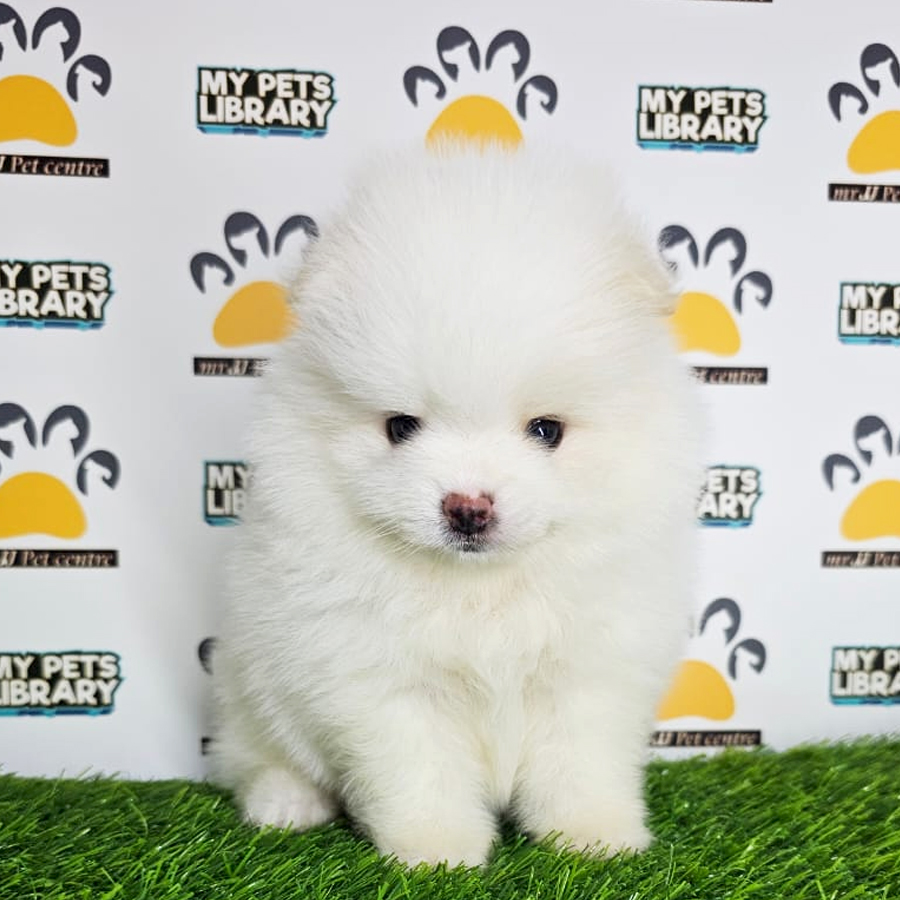 Tiny Pomeranian Puppy (Male) For Sale