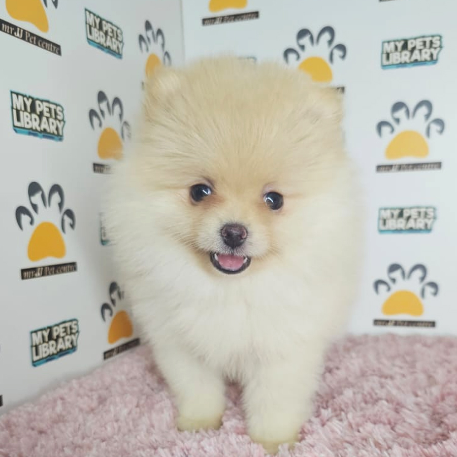 Tiny Pomeranian Puppy (Female) For Sale
