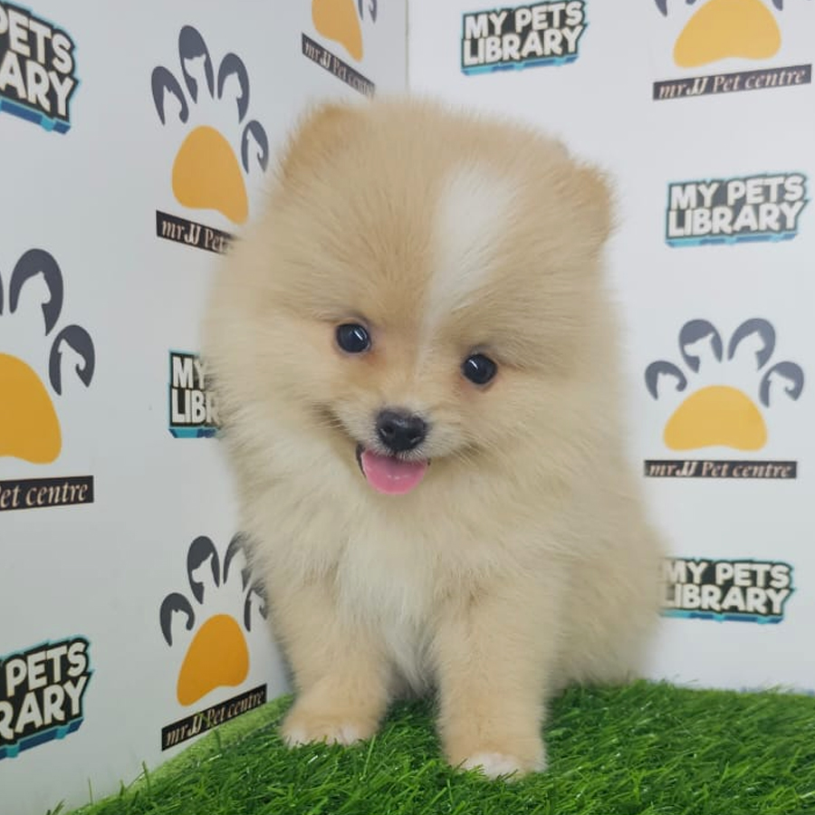 Tiny Pomeranian Puppy (Male) For Sale