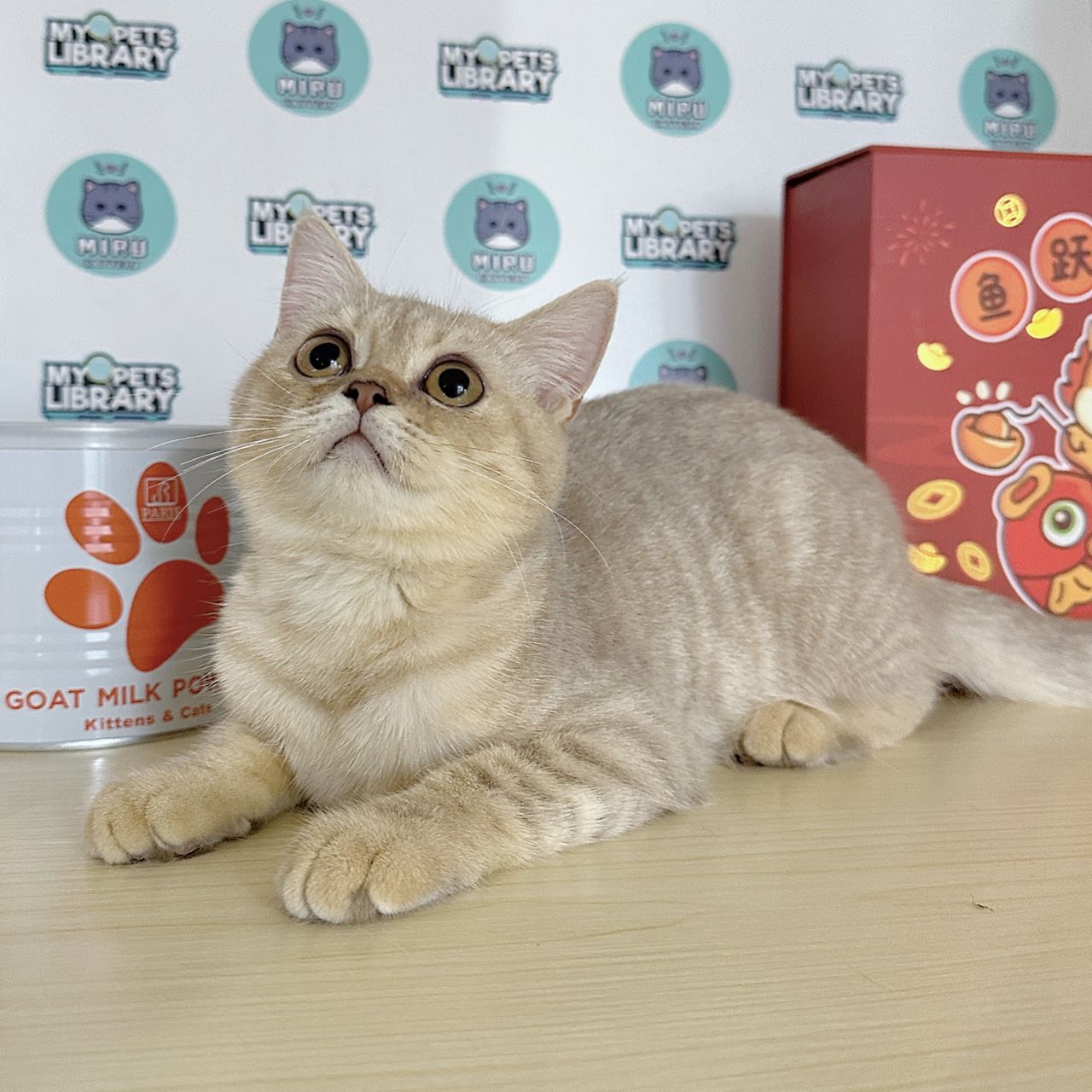 Munchkin BSH Kitten (Female) For Sale