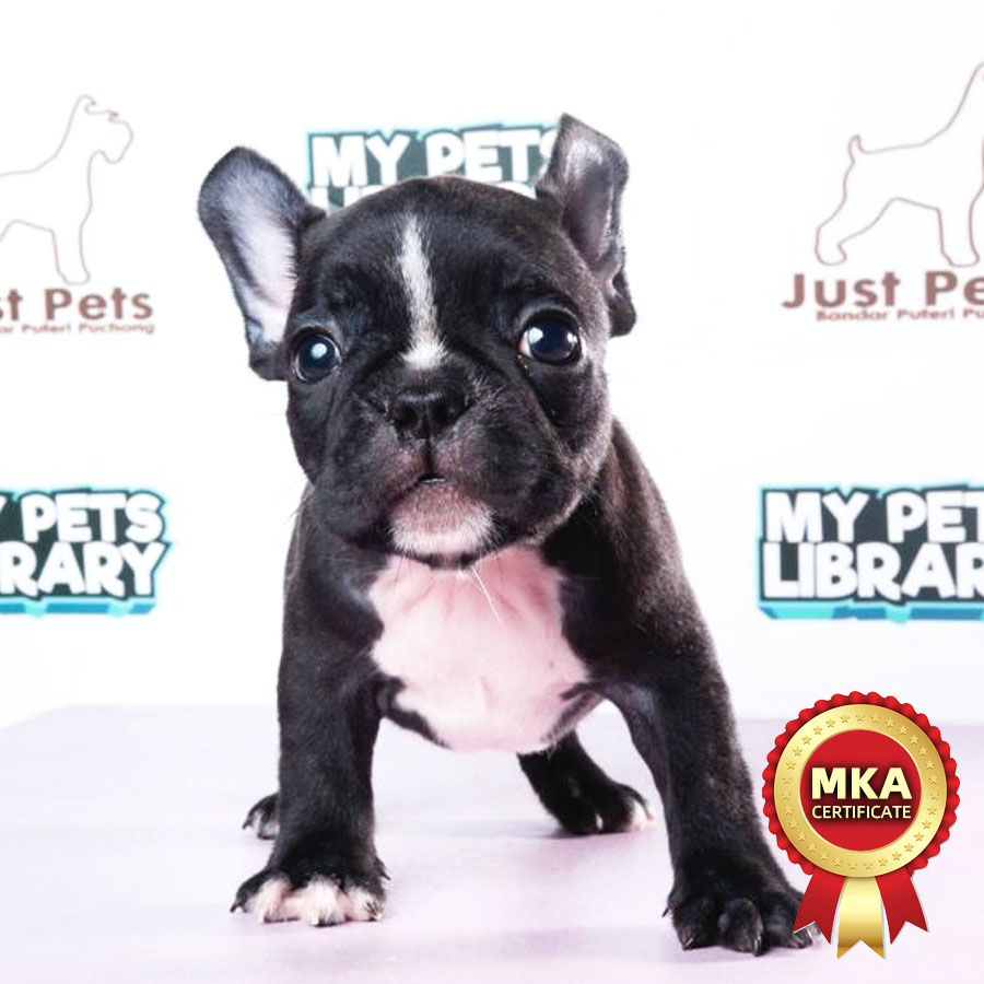 MKA French Bulldog Puppy (Female) For Sale