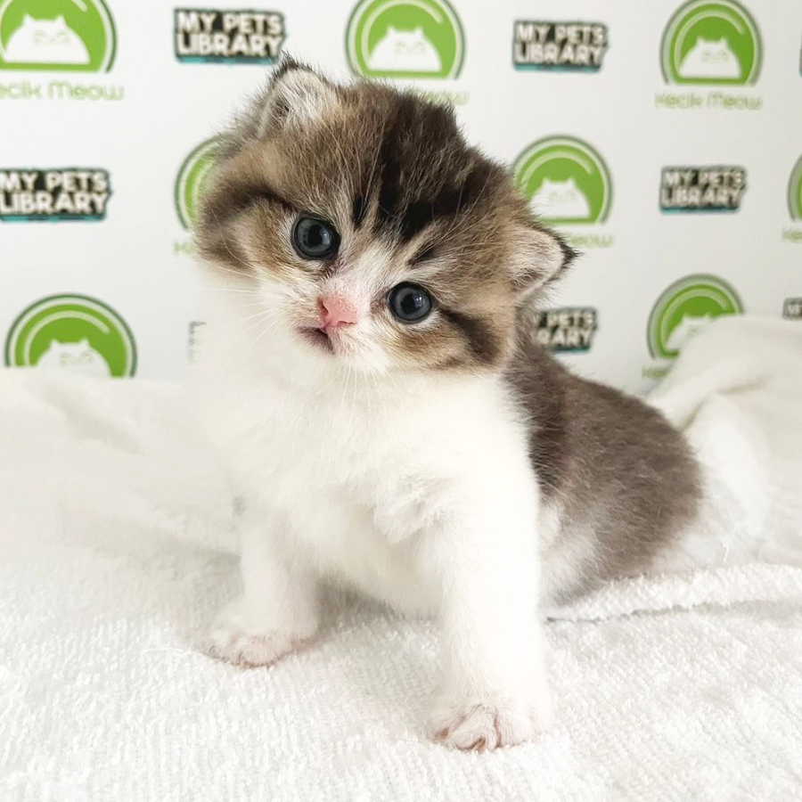British Shorthair Kitten (Female) For Sale