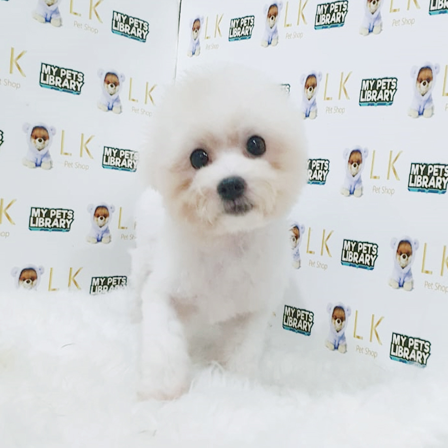 Bichon Mini Puppy (Male) For Sale