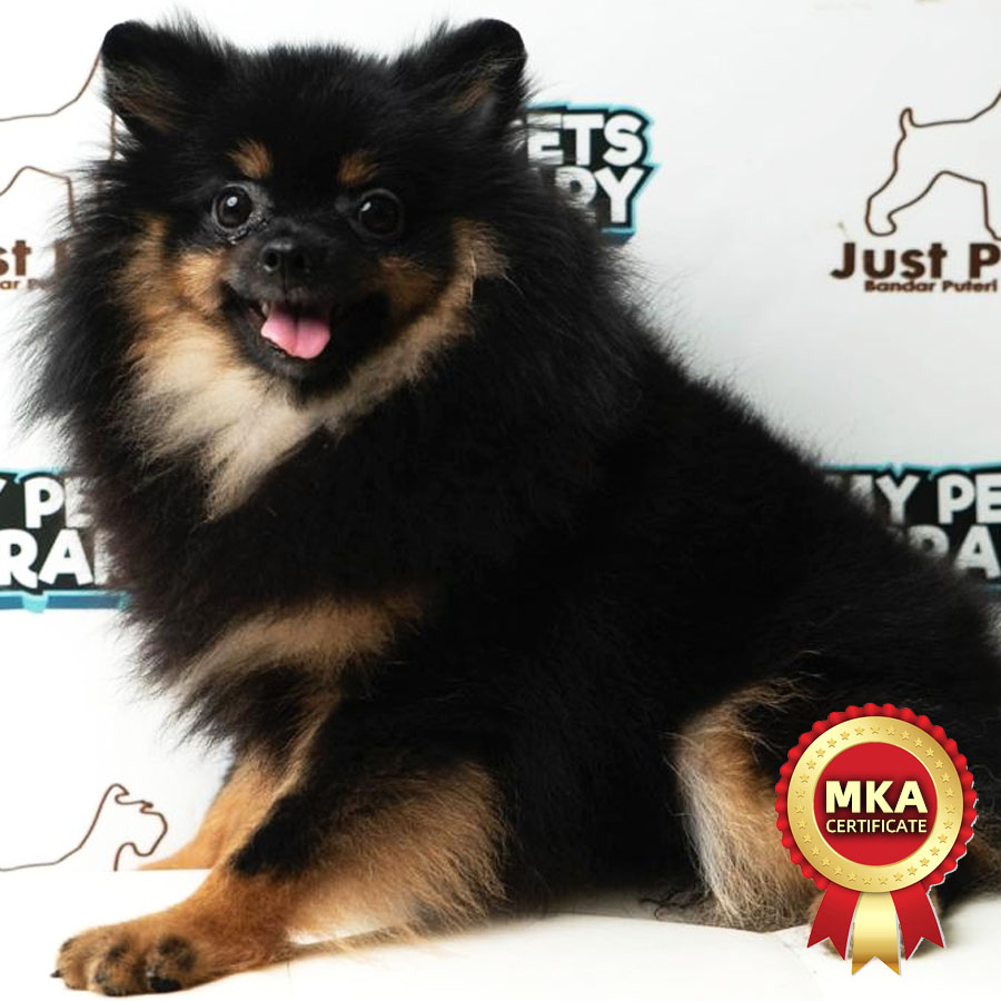 MKA Pomeranian Puppy (Female) For Sale