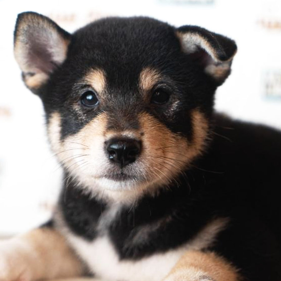 Shiba Inu Puppy (Female) For Sale