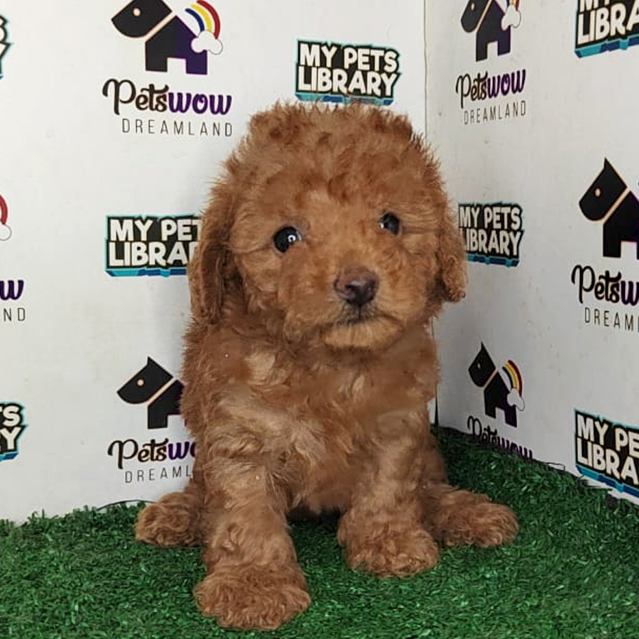 Poodle Puppy (Female) For Sale