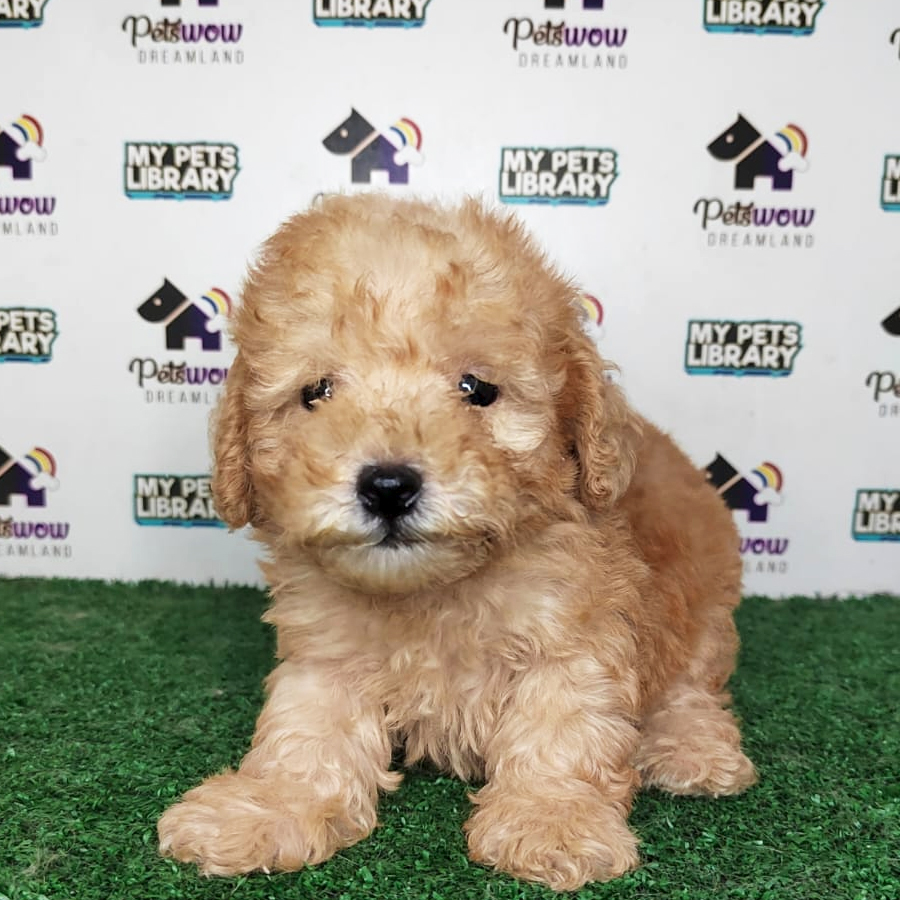 Poodle Puppy (Male) For Sale