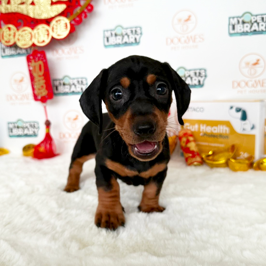 Miniature Dachshund Puppy (Female) For Sale