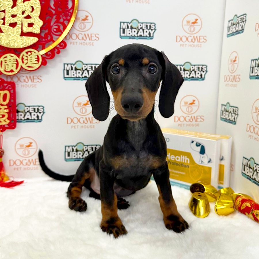 Miniature Dachshund Puppy (Male) For Sale