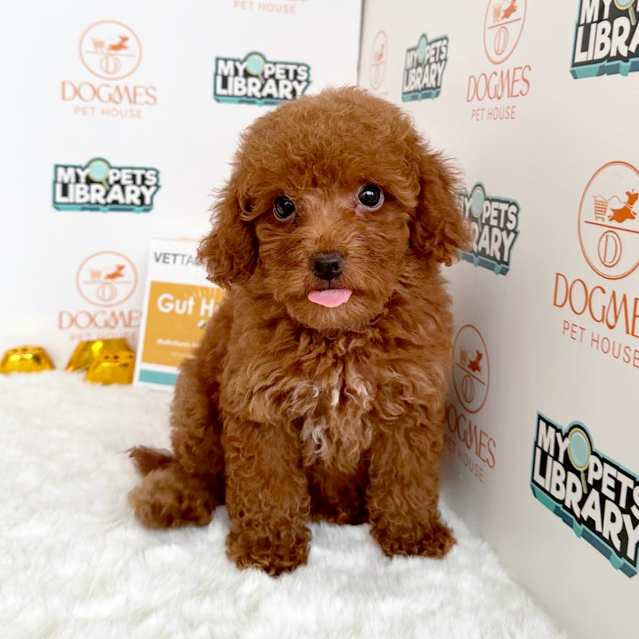 Toy Poodle Puppy (Female) For Sale