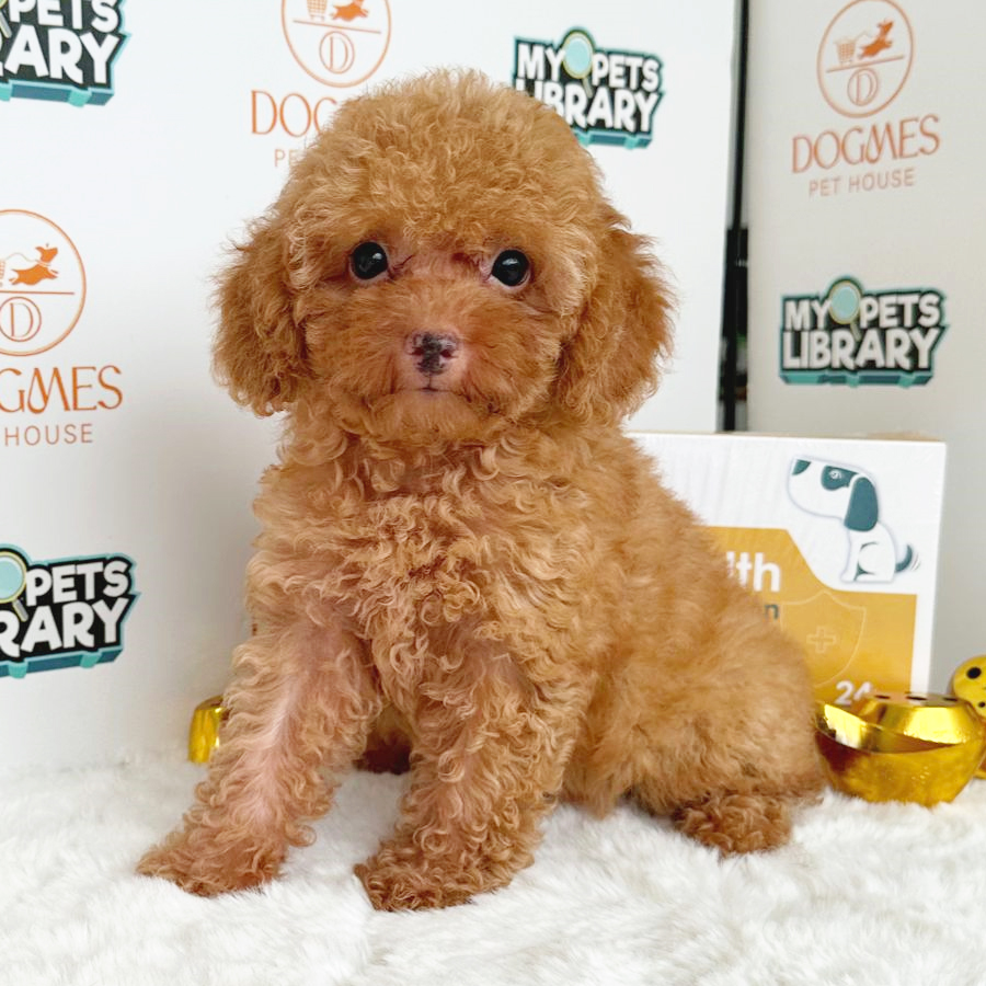 Toy Poodle Puppy (Female) For Sale