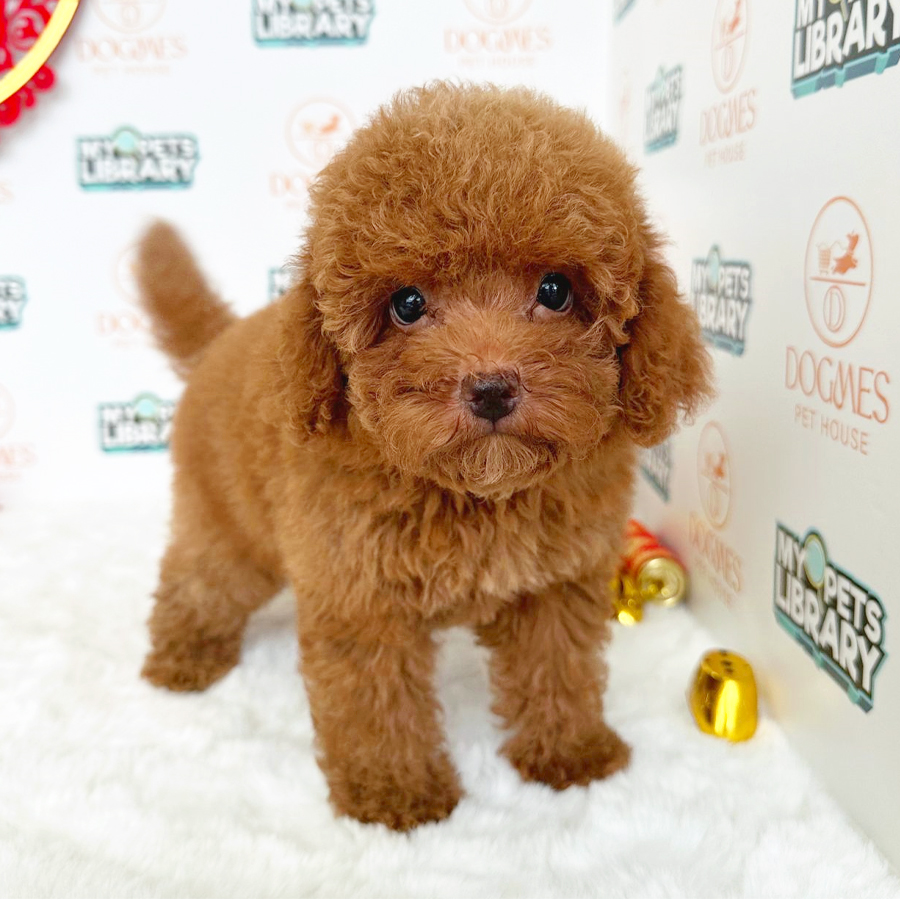 Toy Poodle Puppy (Female) For Sale