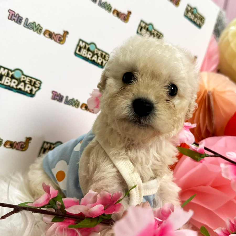 Maltipoo Puppy (Female) For Sale