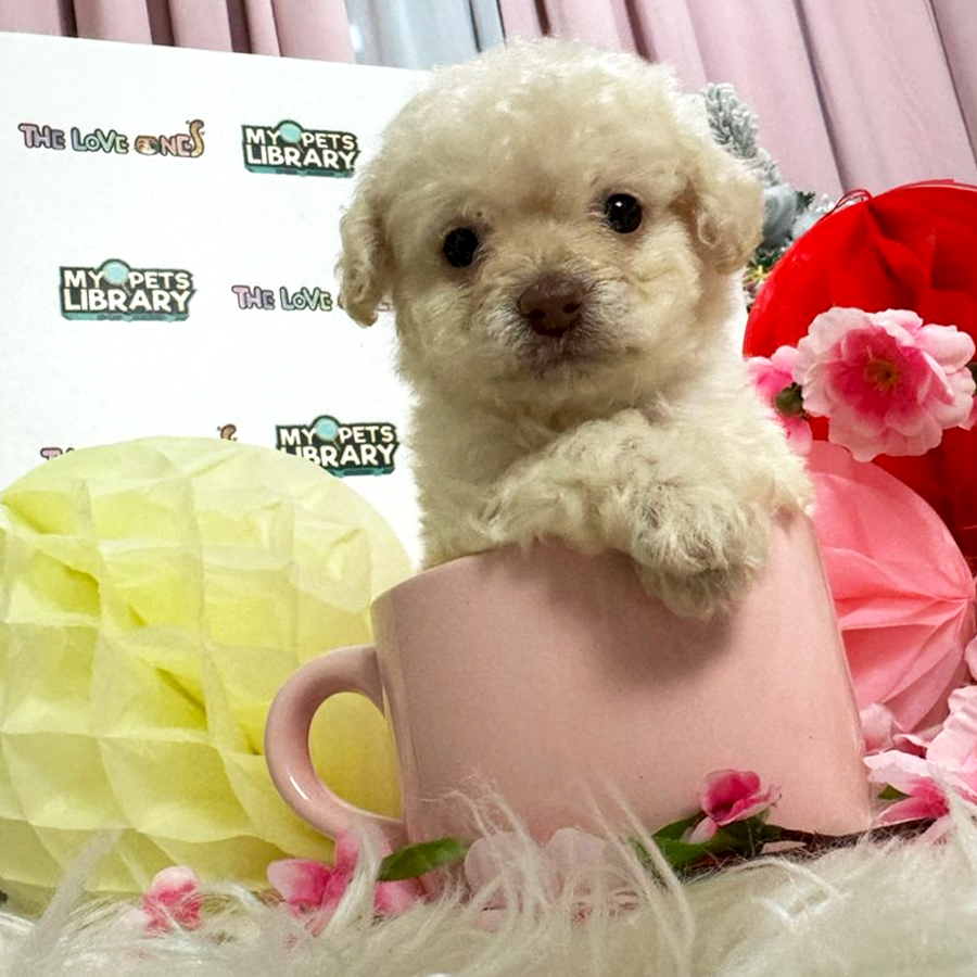 Maltipoo Puppy (Male) For Sale