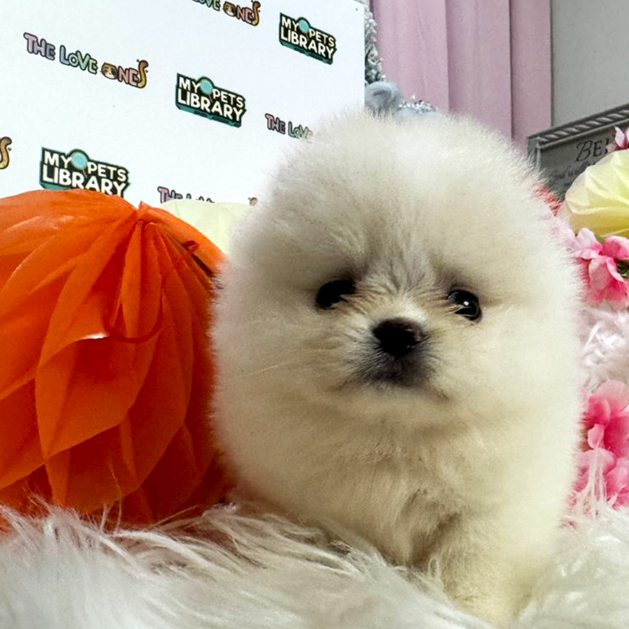 Tiny Teacup Pomeranian Puppy (Female) For Sale