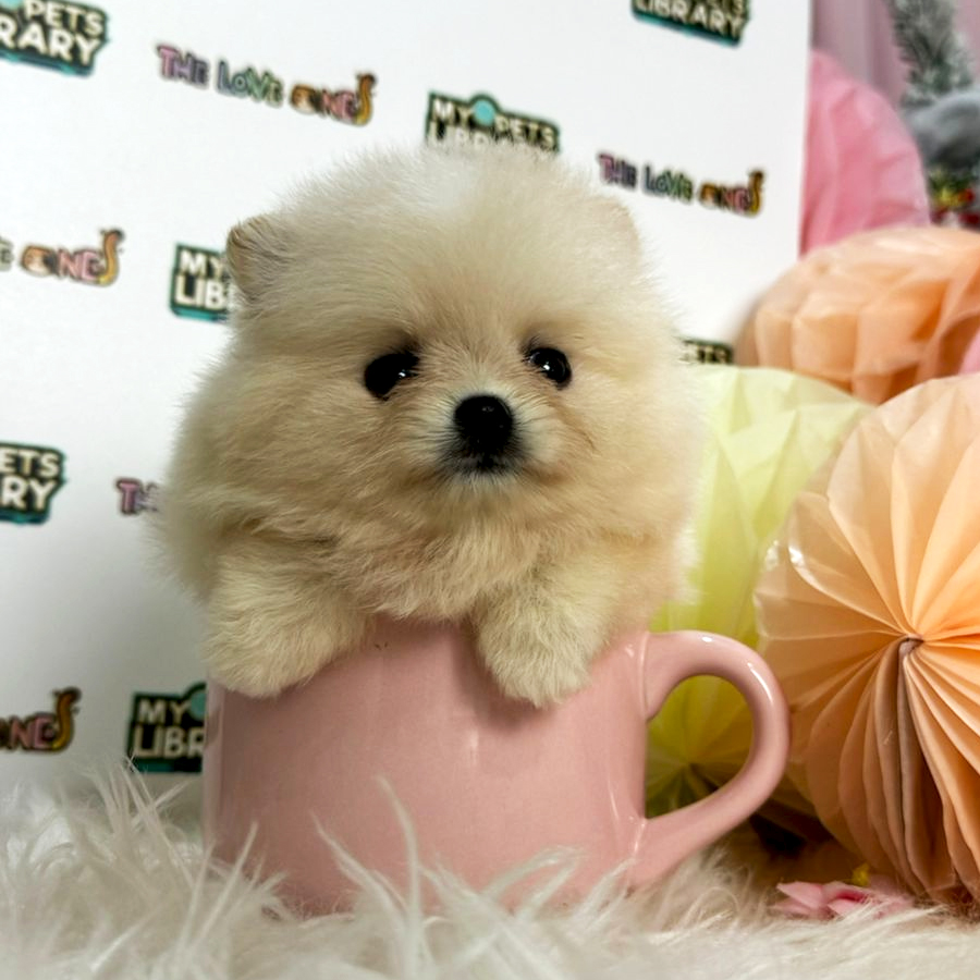 Tiny Teacup Pomeranian Puppy (Female) For Sale