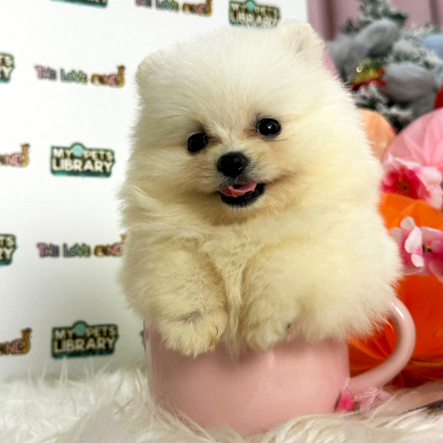 Tiny Teacup Pomeranian Puppy (Female) For Sale