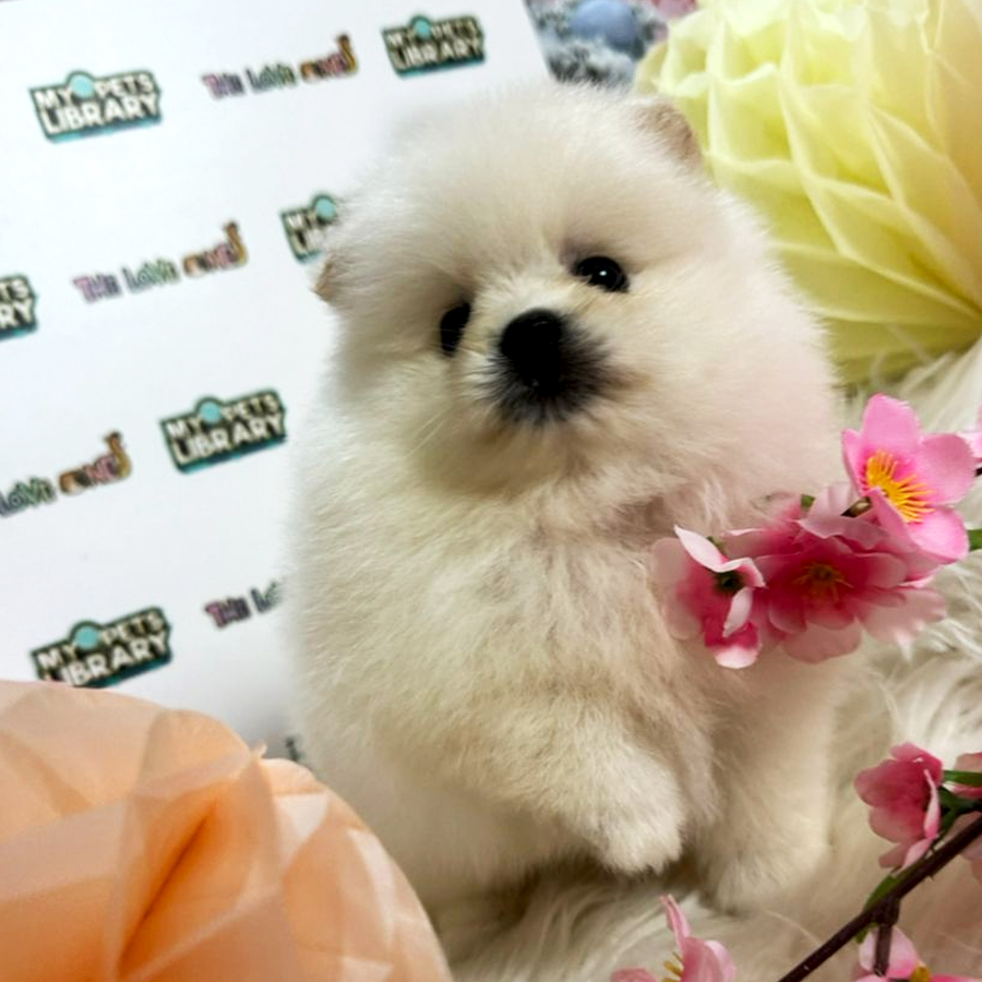 Tiny Teacup Pomeranian Puppy (Male) For Sale