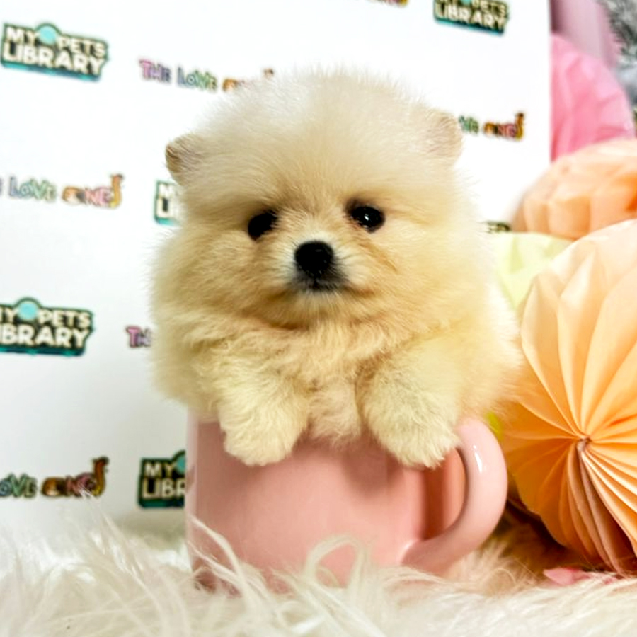 Tiny Teacup Pomeranian Puppy (Female) For Sale